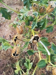 Datura stramonium