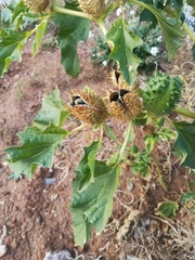 Datura stramonium