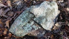 Xanthoparmelia verrucigera