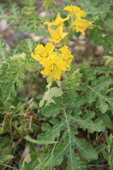 Solanum rostratum