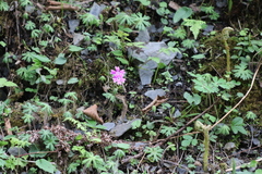 Primula palmata