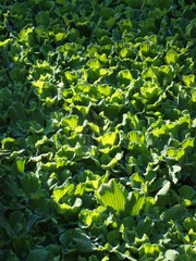 Pistia stratiotes