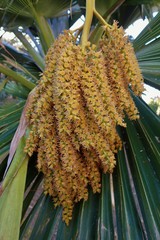 Pritchardia thurstonii