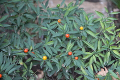 Solanum pseudocapsicum