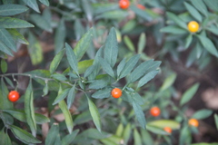 Solanum pseudocapsicum