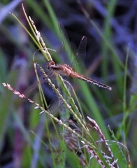 Erythrodiplax paraguayensis