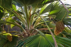 Pritchardia thurstonii