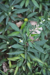 Solanum pseudocapsicum