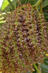 Pritchardia thurstonii