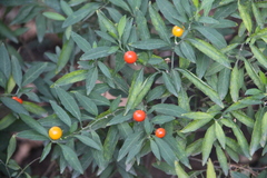 Solanum pseudocapsicum