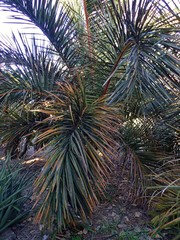 Raphia australis