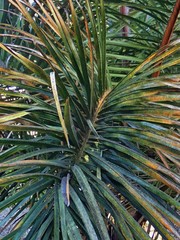 Raphia australis