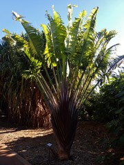 Ravenala madagascariensis