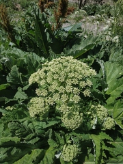 Heracleum leskovii