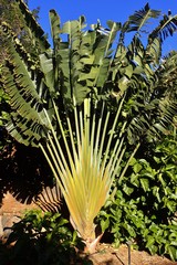 Ravenala madagascariensis
