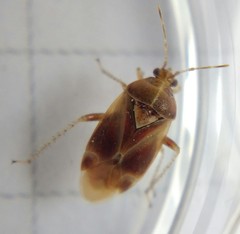 Harpocera hellenica