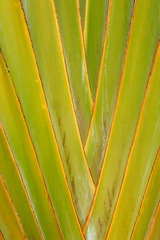 Ravenala madagascariensis