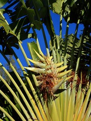 Ravenala madagascariensis