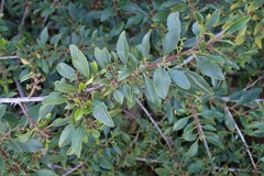 Rhamnus crenulata