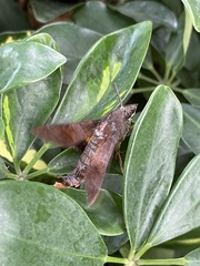 Macroglossum divergens