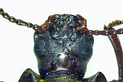 Tenebrio opacus