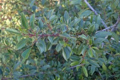 Rhamnus crenulata