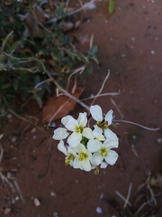 Diplotaxis erucoides