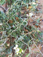 Diplotaxis erucoides