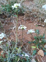 Diplotaxis erucoides