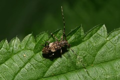 Leiopus linnei