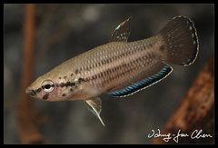 Krabi Mouth Brooding Betta photo 1
