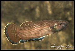 Krabi Mouth Brooding Betta photo 2