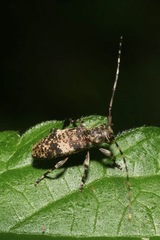 Leiopus linnei