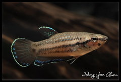 Krabi Mouth Brooding Betta photo 3