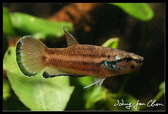 Krabi Mouth Brooding Betta photo 4