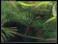 Krabi Mouth Brooding Betta photo 5