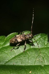 Leiopus linnei