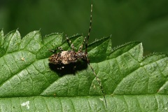 Leiopus linnei