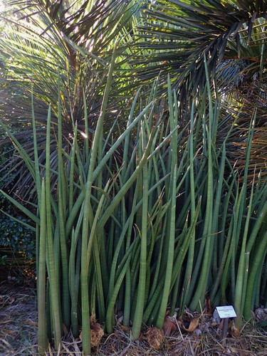 Elephant Tusks Plant (Sansevieria stuckyi)  iNaturalist
