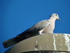 Streptopelia decaocto