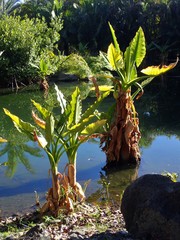 Typhonodorum lindleyanum