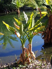Typhonodorum lindleyanum