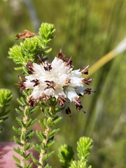 Erica stylaris