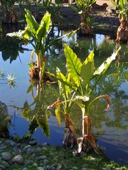 Typhonodorum lindleyanum