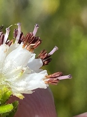 Erica stylaris