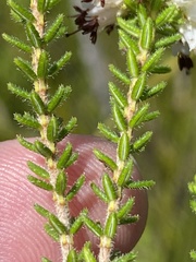 Erica stylaris