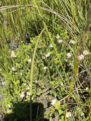Erica stylaris