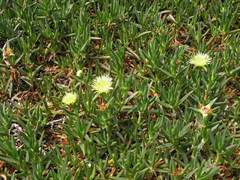 Carpobrotus edulis image