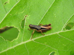 Huastecacris truncatipennis