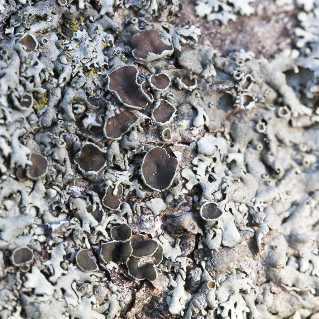 Xanthoparmelia verrucigera